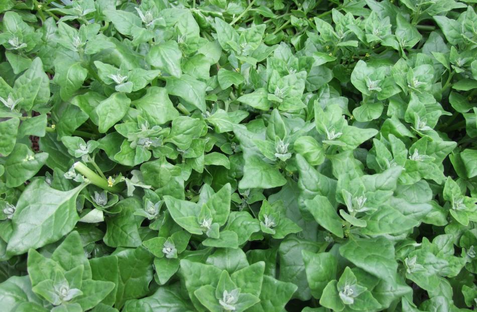 New Zealand spinach (Tetragonia tetragonioides) grows well in dry summers. 
