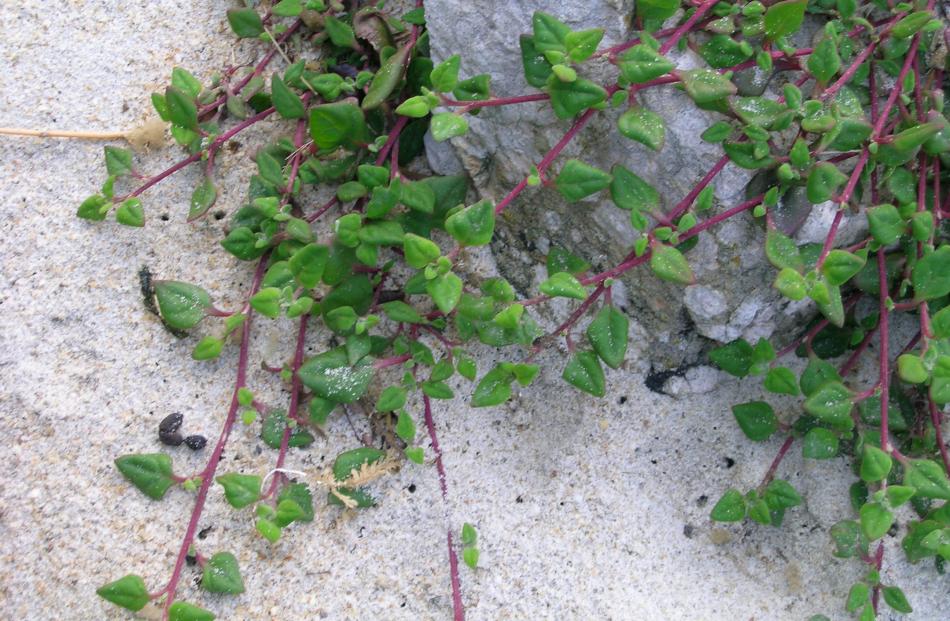 Native Tetragonia implexicoma will sprawl or climb. 