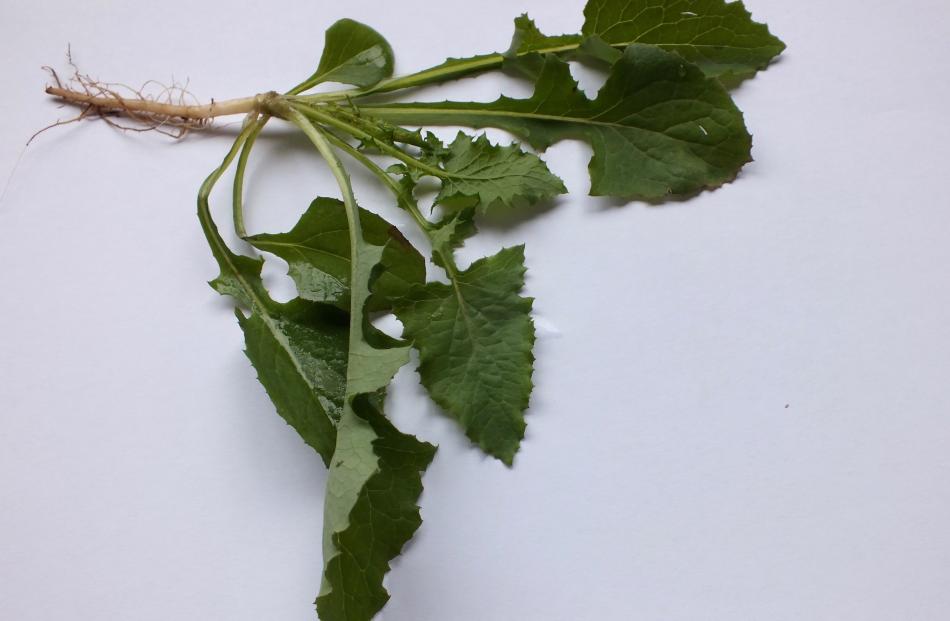 European sow thistle (Sonchus oleraceus) is a common garden weed. 