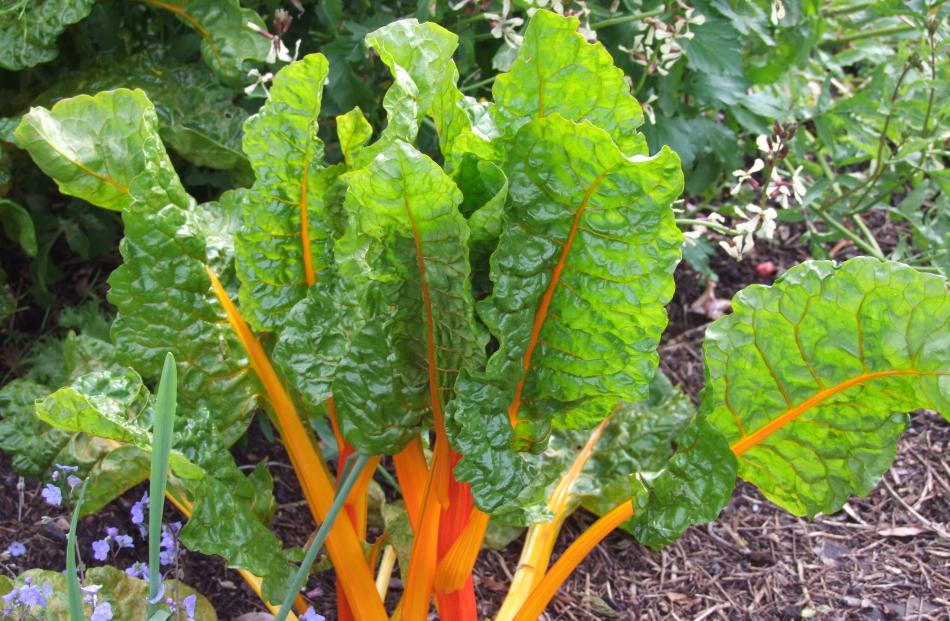 Silverbeet is best grown for winter use. 