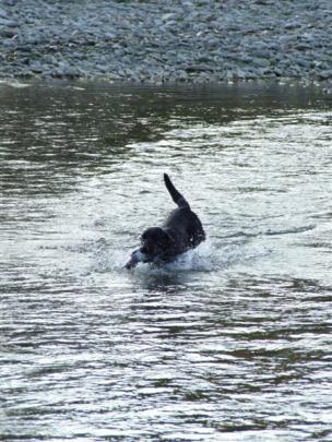 Tony Hogarth, of Christchurch and his Labrador Hurleyhall Viking compete in the water leg of the...