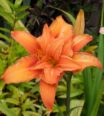 This double orange - probably a form of Hemerocallis fulva - does not produce seed. 