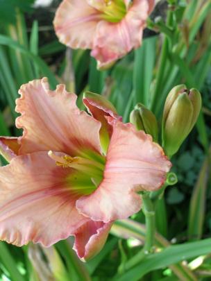 Many new varieties have attractive eye zones, as the darker colour at the petals' base is called. 