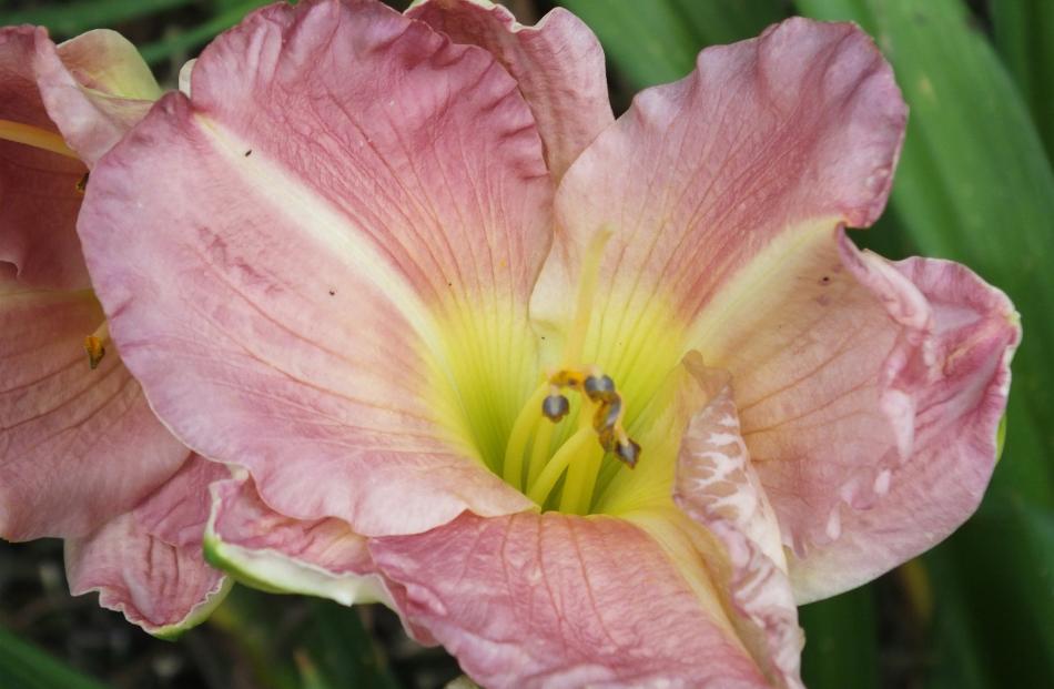 Lavender Tonic is one of an estimated 1000 Hemerocallis cultivars grown in New Zealand.