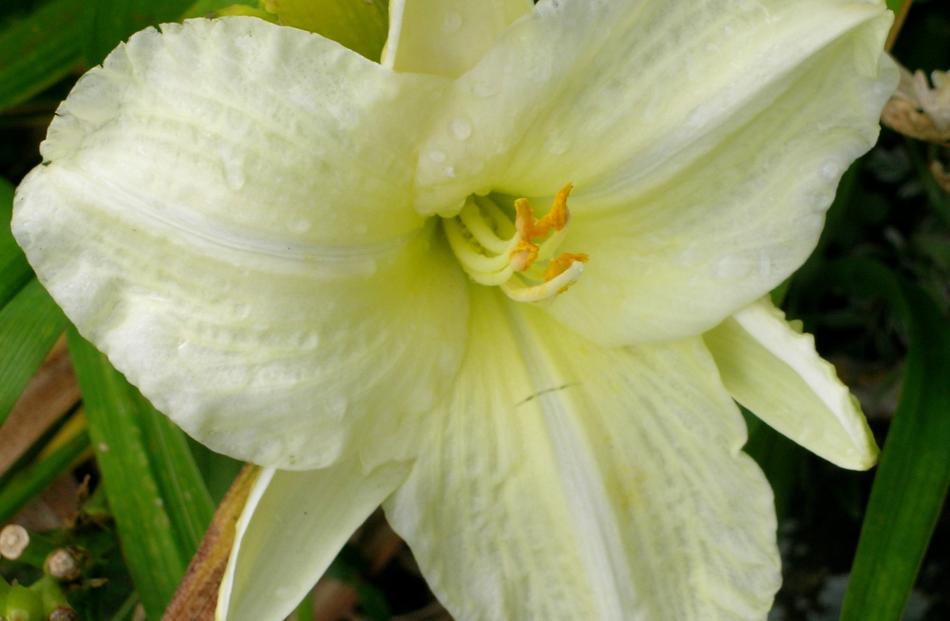 Let Them Be Lilies For A Day Otago Daily Times Online News