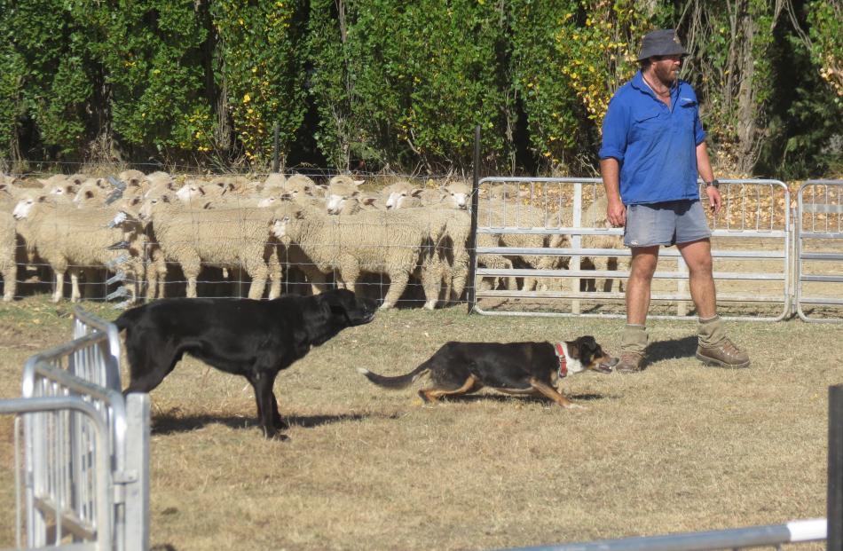 Tim O’Neill, of Ranfurly, along with Slave and Please, takes part in the Maniototo Young Farmers...
