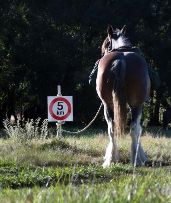 A Clydesdale is hitched to a speed sign at the Lindis 4WD club camp where the heavy wagon trail...