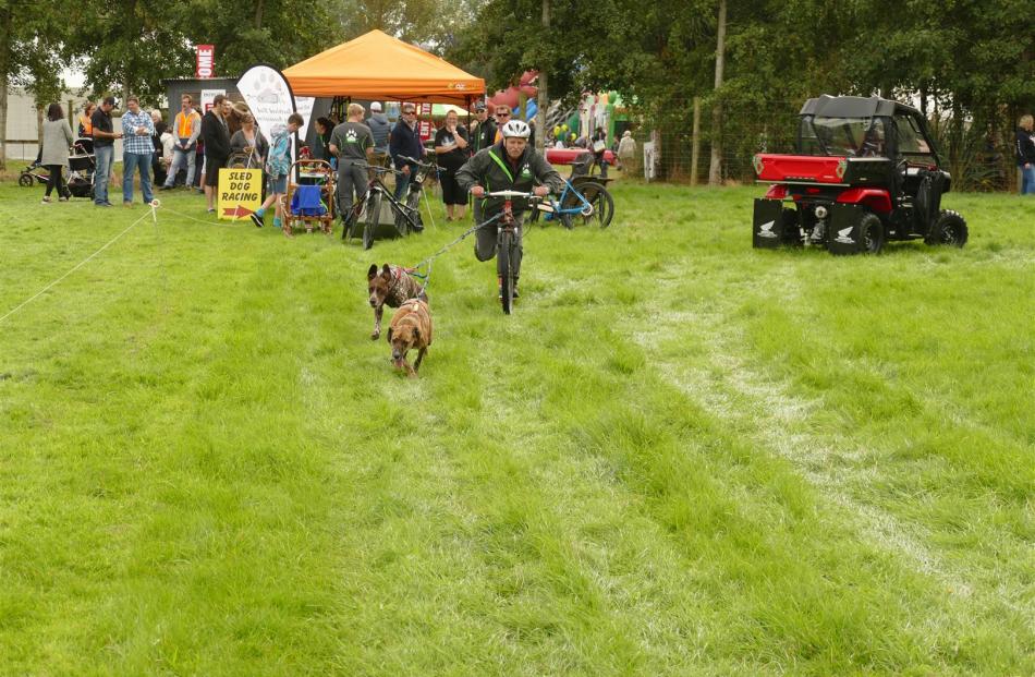 Invercargill man Owen McGimpsey is off to a flying start in the dog sled demonstration, assisted...