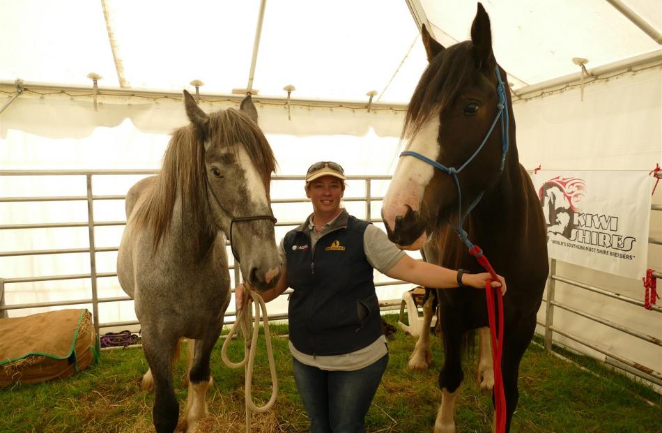 Verity Kennard, of West Plains, with her two Shire horses, 2-year-old Bailey, left, and 3-year-old Penny, were a popular attraction  at  the petting zoo at the 151st annual Southland A&P Show at Donovan Park, in Invercargill, on Saturday. 
