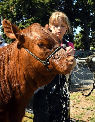 Edony Eden (10), from Balfour, washes a South Devon calf, Sapphire, before its first time in the...