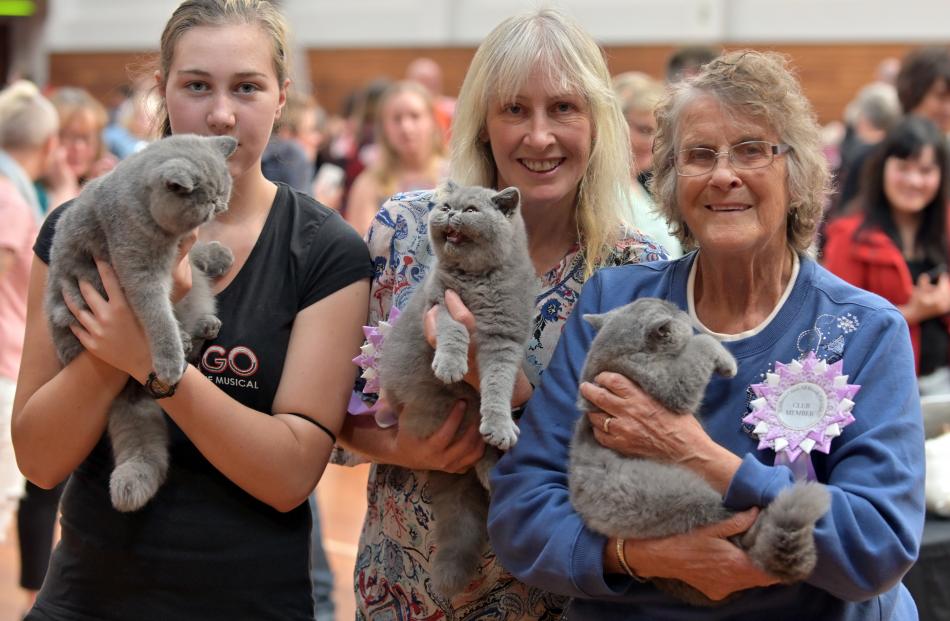 At the cat show in Mosgiel yesterday are (from left) Jenna Boyes, holding blue exotic Ispisakat...