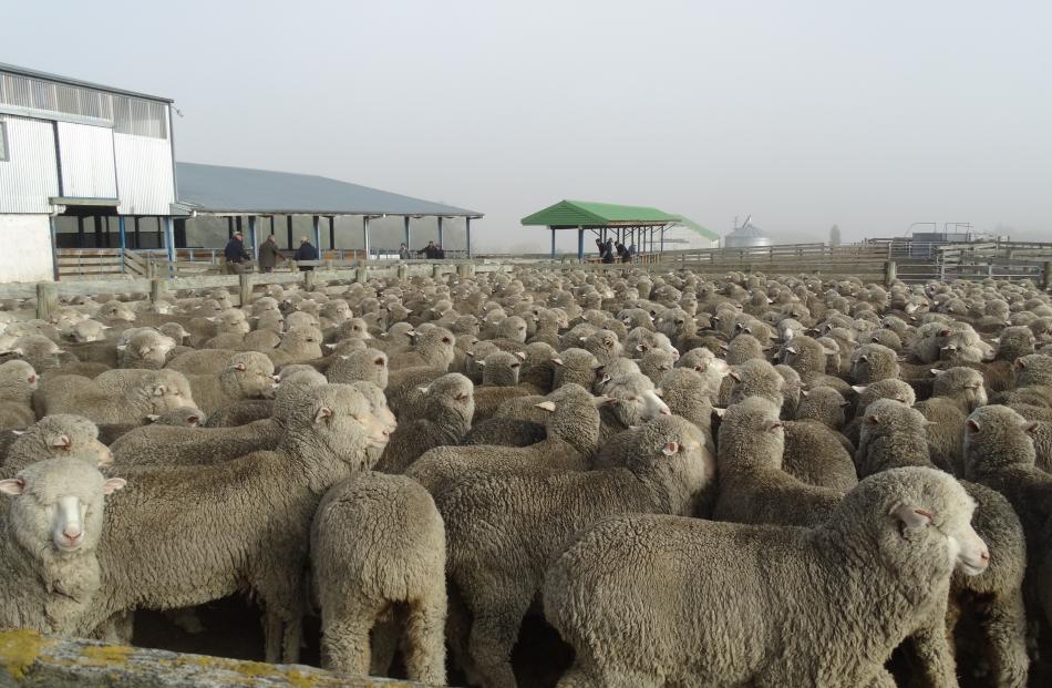 Fog hangs over the yarding of ewes at Grampians Station in the Mackenzie high country.