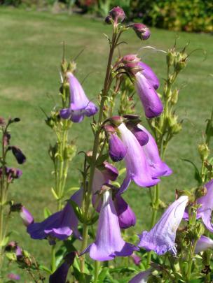 Alice Hindley, introduced in 1931, is still one of the best lavender penstemons.
