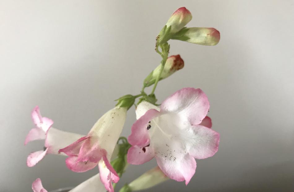 Bred from a Mexican species, Penstemon hartwegii, Apple Blossom’s pink can vary in intensity...