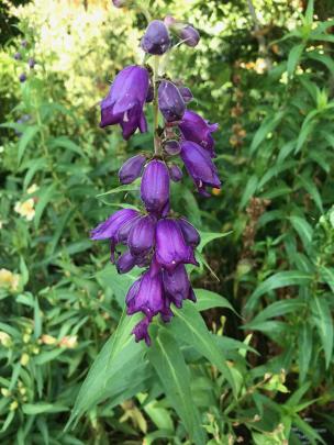 Purple Passion is one of the darkest penstemons available.