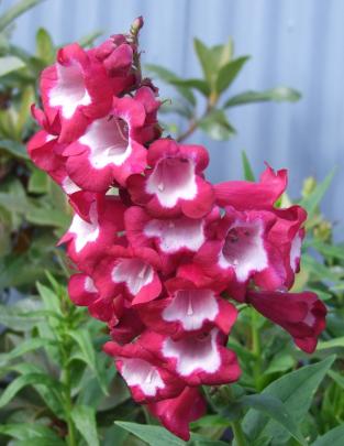 Newer penstemons, such as Watermelon Taffy, tend to have larger, foxglove-like flowers.