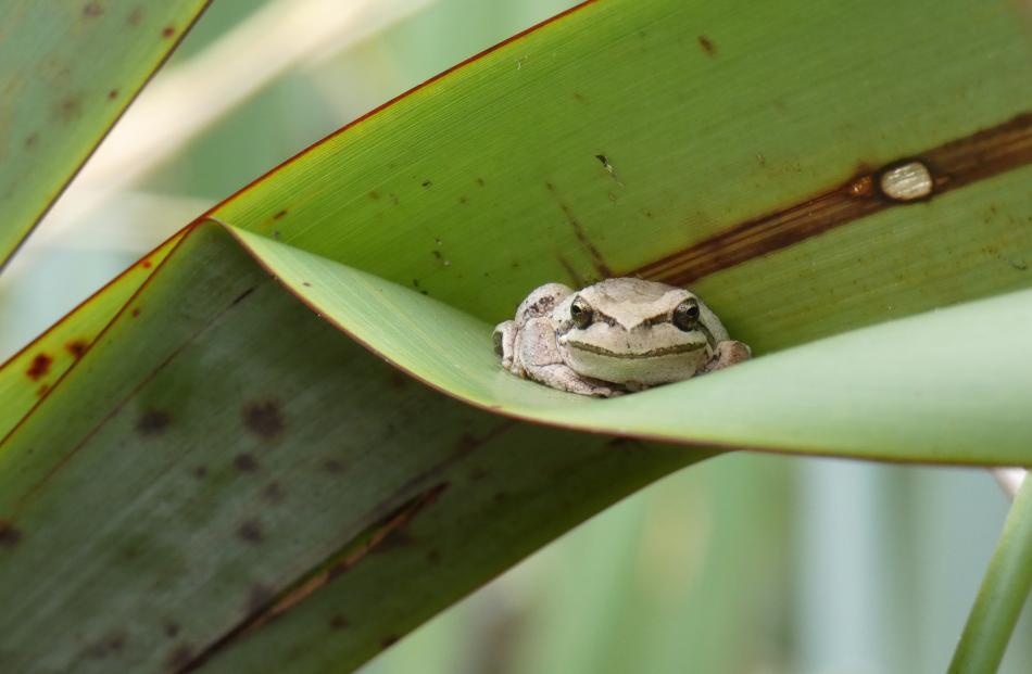 Winner animal under 14: Hannah Yeardley - Cute froggo, Long Beach, Otago.