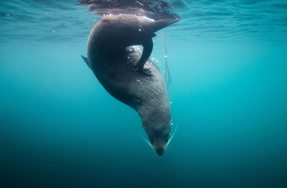 Exhibition identity, animal over 15: Toby Dickson - Fur seal portrait, Kaikoura.