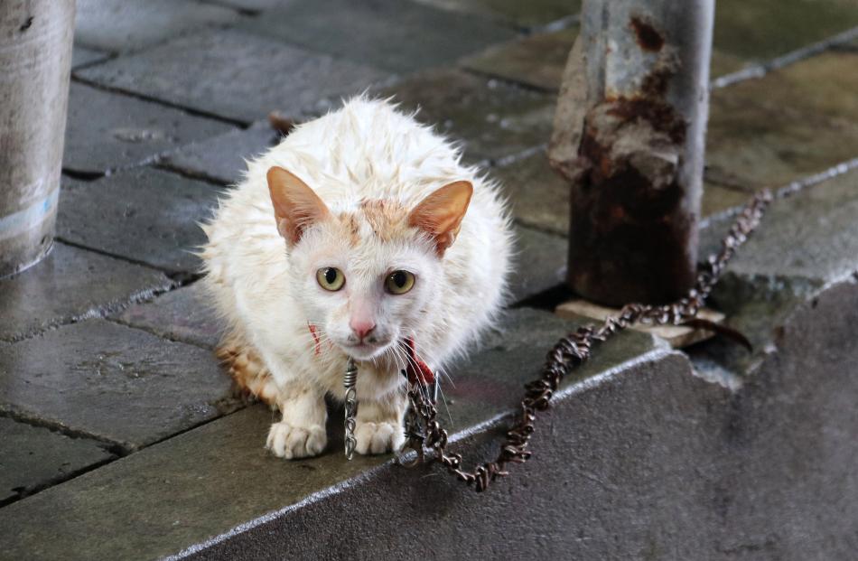 Winner human all ages: Jan Hart - Sadly cat was on the menu, Hanoi, Vietnam.