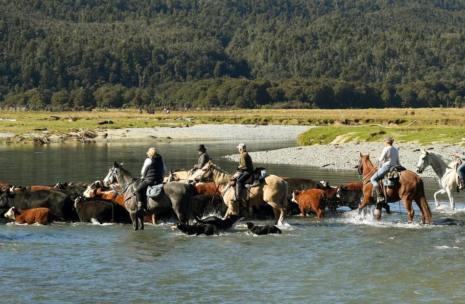 The tail-end of the cattle are followed by riders over the Martyr River.
