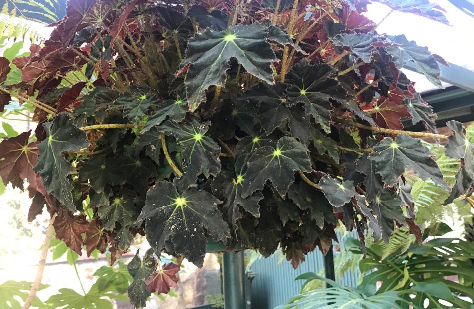 This begonia has survived for decades in its original hanging basket. 