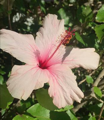 One of two hibiscus planted more than 45 years ago.  