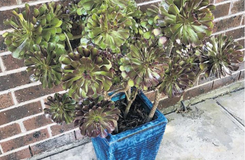 Aeonium arboreum Schwarzkopf has proved a useful container plant.
