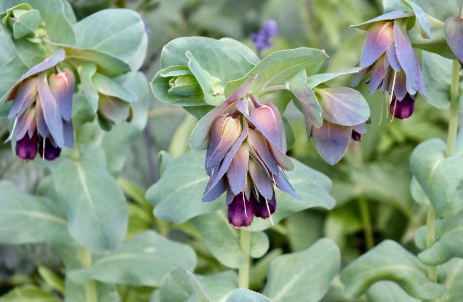 Honeywort is an excellent annual for an awkward area. Photos: Gillian Vine 