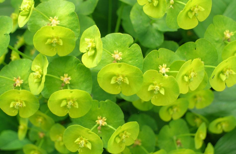 Many euphorbias cope in shady spots. 