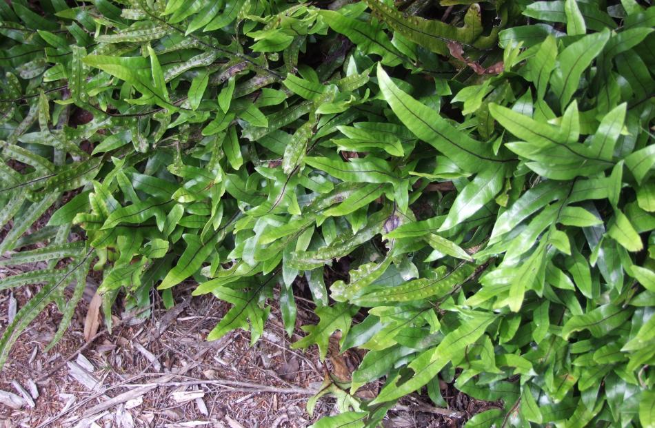 Microsorum pustulatum is a native fern that thrives under trees. 