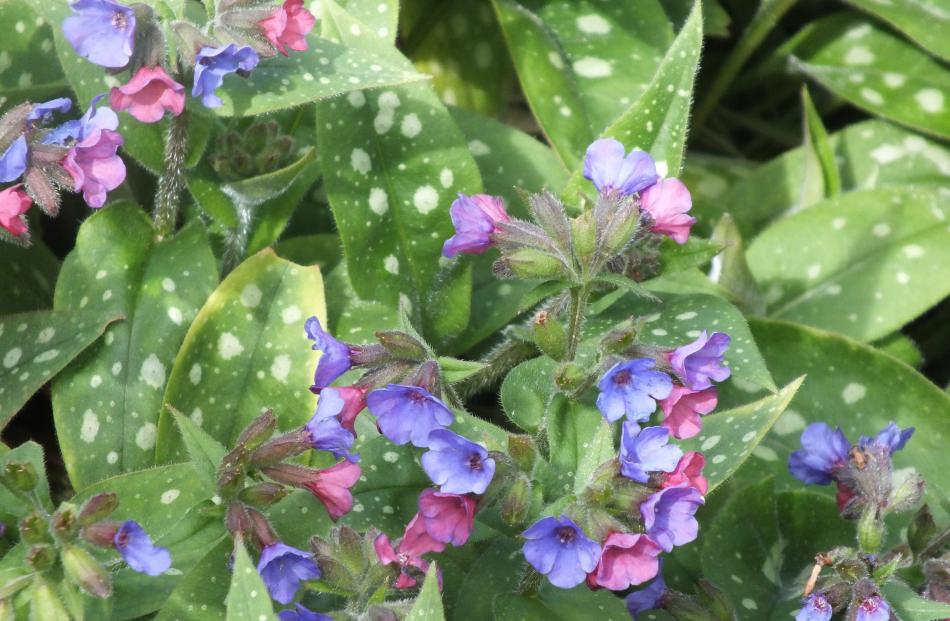 This pulmonaria has two flower colours on one plant. 
