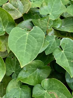 Epimedium is grown more for its leaves than flowers. 