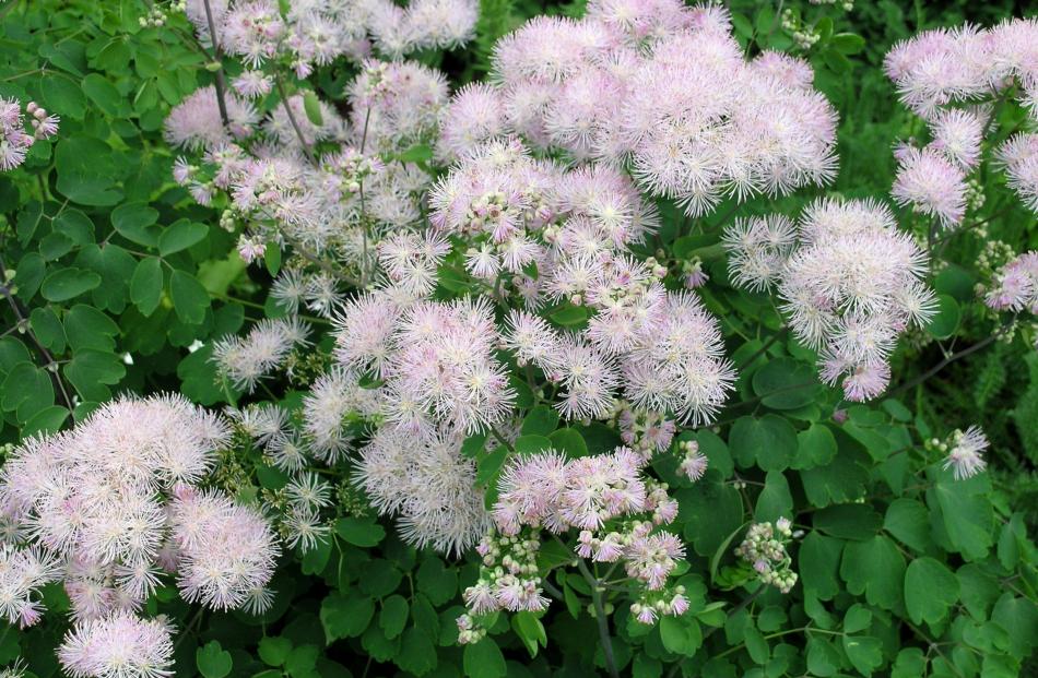 Meadow rue (Thalictrum) flowers in spring and early summer. 