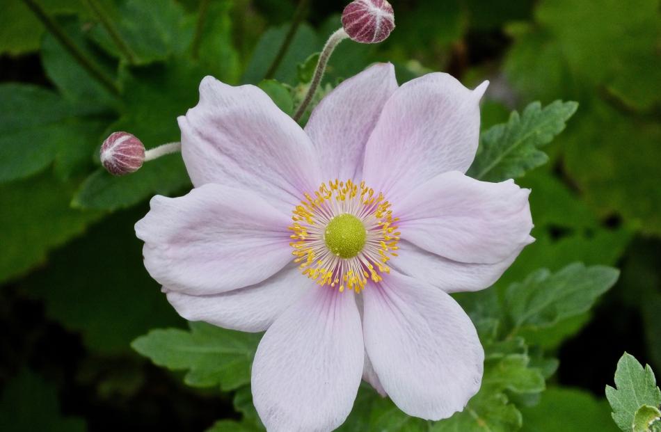 Japanese anemone (Anenome huphensis var. japonica) can become invasive. 