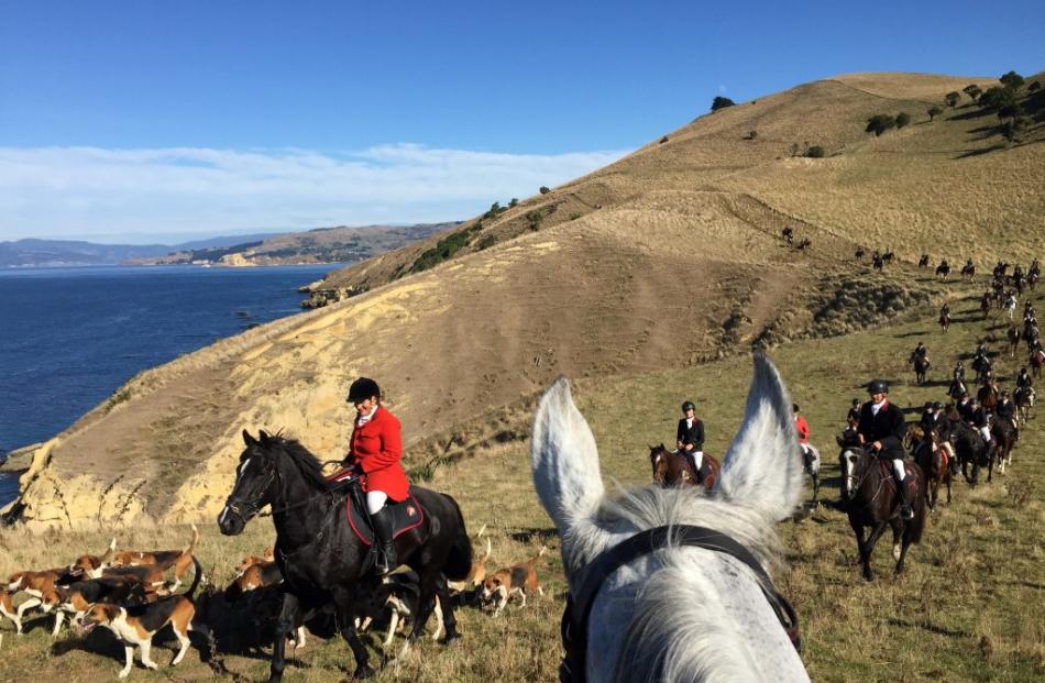 Huntsman Anne Beattie leads the pack and followers around the Matanaka headland. Photos supplied