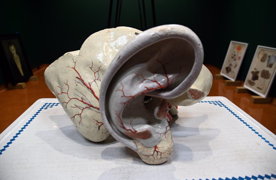 A rare expanded anatomical model of an ear canal from the W.D. Trotter Anatomy Museum at...