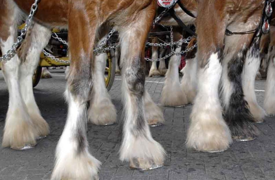 The distinctive shaggy feet of Clydesdales.