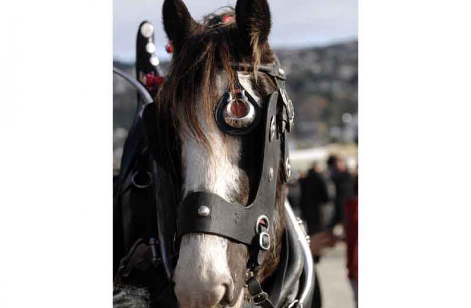 A Clydesdale from Erewhon Station, in Canterbury.