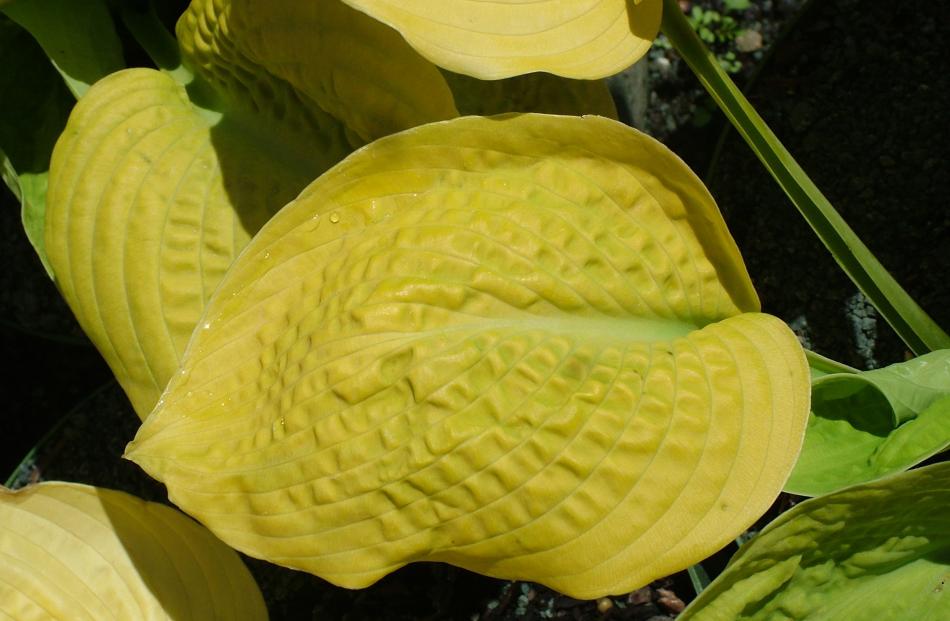 Paul Aden's award-winning Zounds (1978) is still considered among the best gold hostas. 