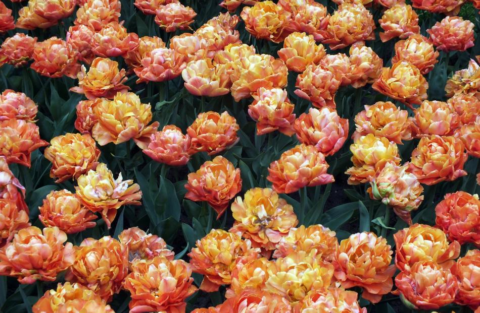 Beds of hot orange, such as this of Valvidia, were popular at Keukenhof. 
