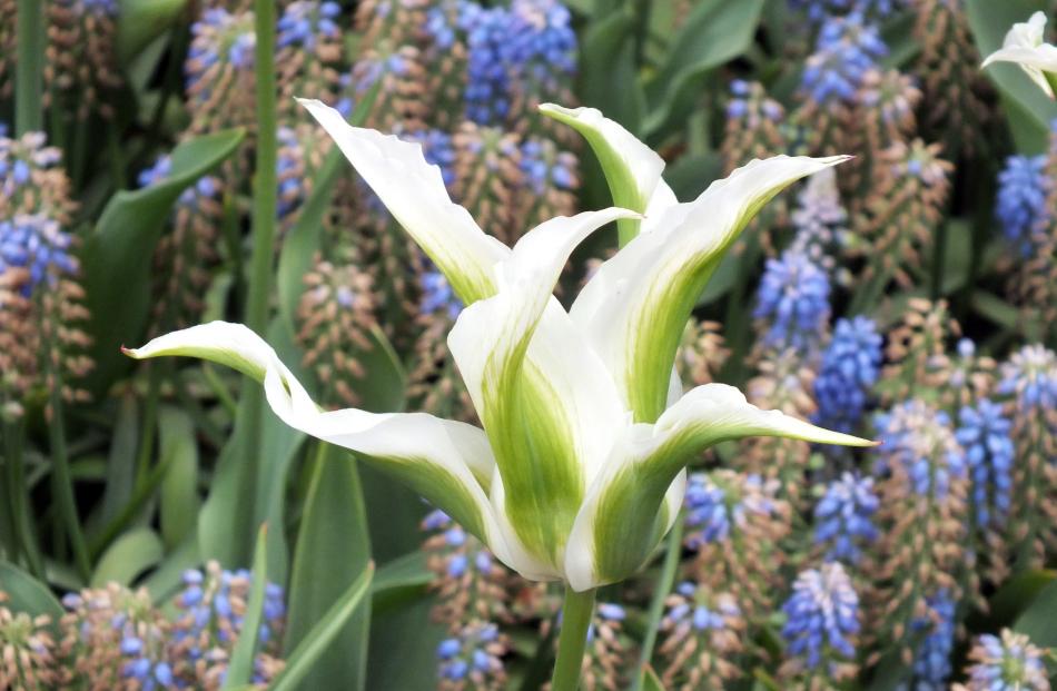 With its lily-shaped blooms, Greenstar seems set to challenge Spring Green. 