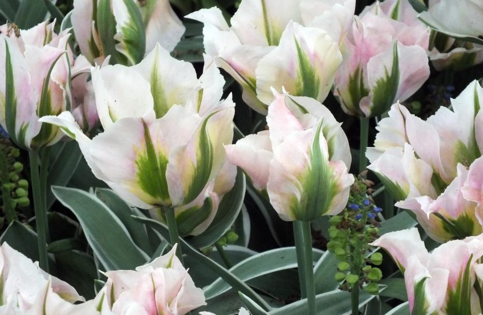 China Town is an eye-catching viridiflora with variegated leaves. 