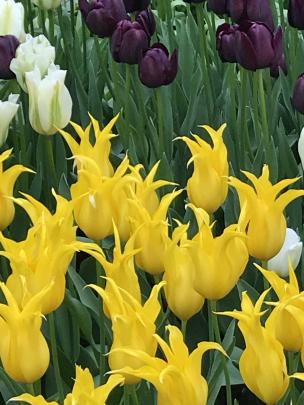 Westgold (with Spring Green and Queen of the Night behind it) was a real charmer. 