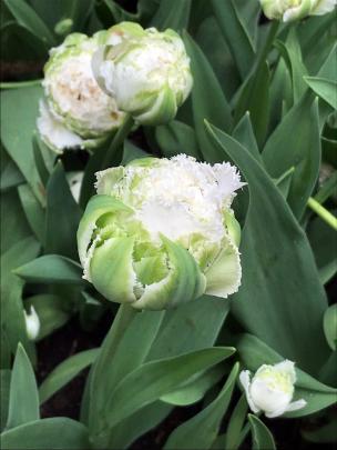 With its viridiflora green stripes, fringed petals and chubby blooms, Snow Crystal was a near...