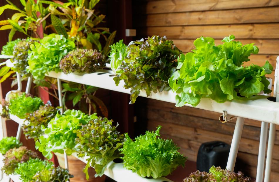 Hydroponics can be a great space-saver in the greenhouse, but it pays to remember that the higher...