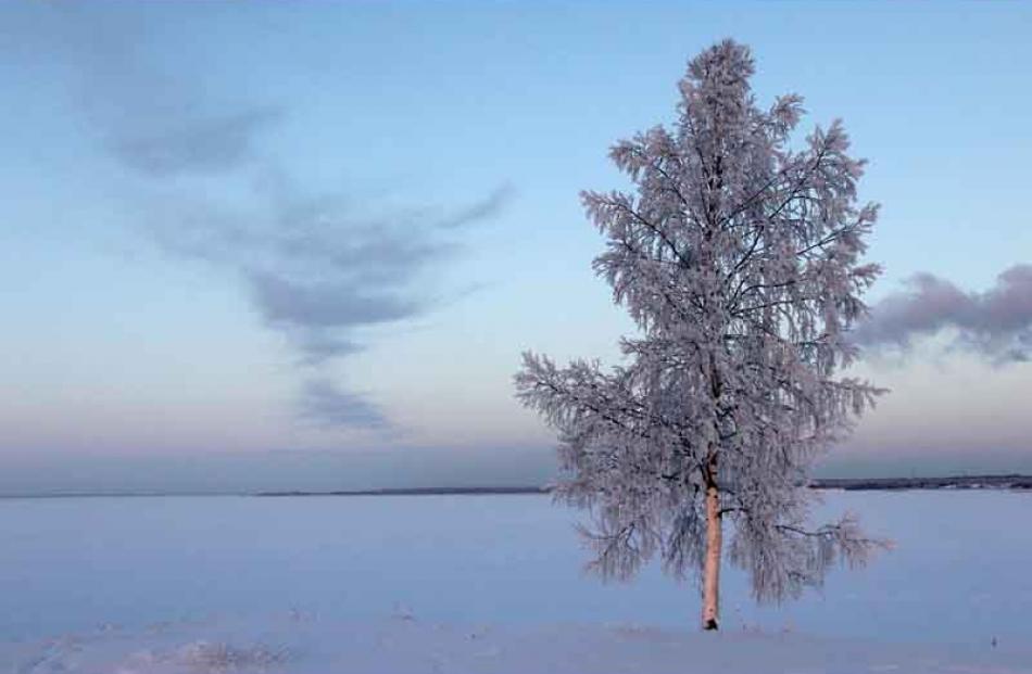 Open - Champion - Holger Regenbrecht - Finnish birch tree