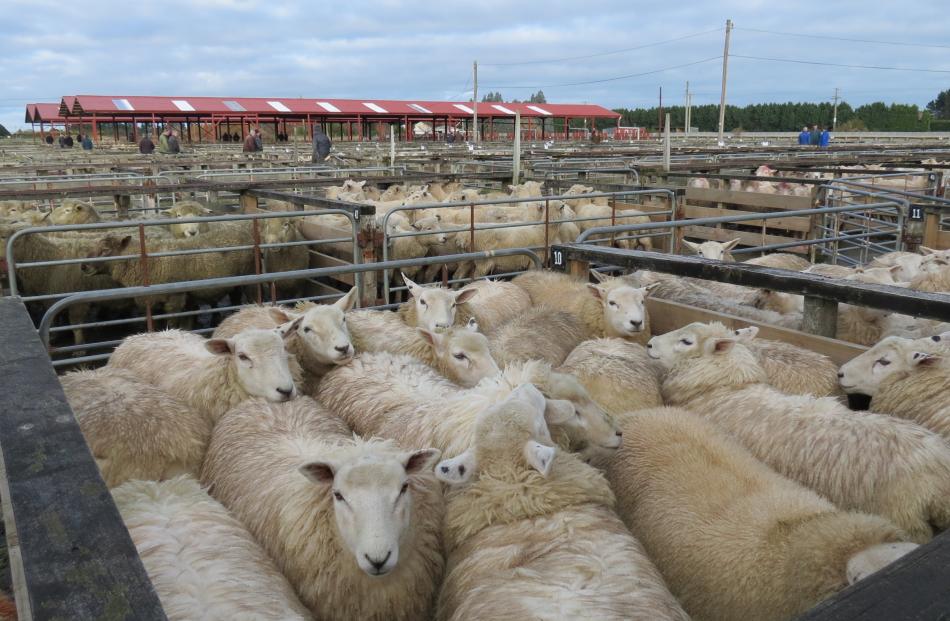 Store stock wait in pens in the Lorneville saleyards near Invercargill last week.