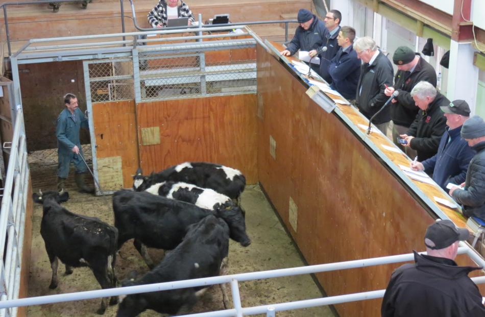 Auctioneers from various companies and a couple of potential buyers watch cattle brought into the...