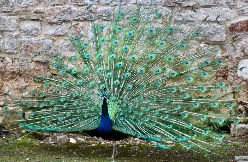 Peacocks, long regarded as symbols of immortality, have been popular in large gardens for centuries.