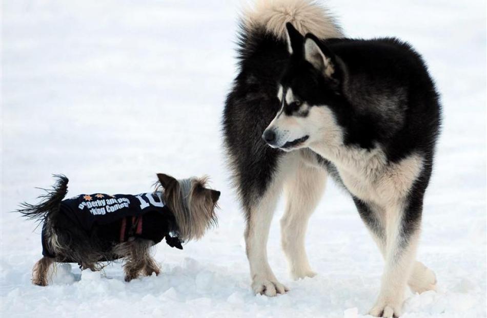 The smallest dog in the Coronet Peak dog derby, Yorkshire terrier Bosa, meets a larger cousin,...
